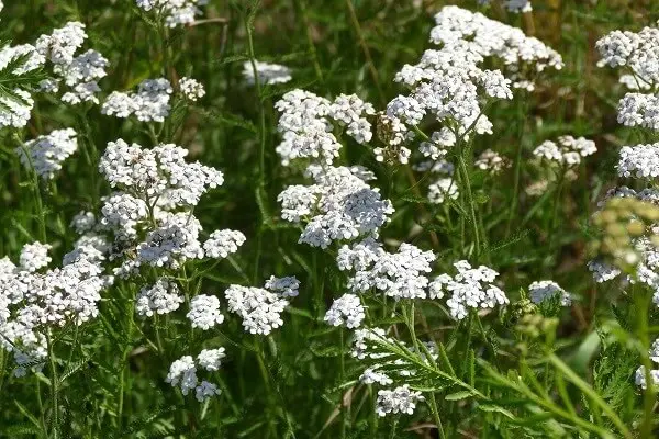 Yarrow Plant