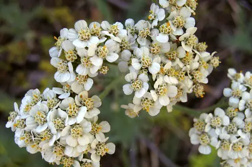 Yarrow Plant