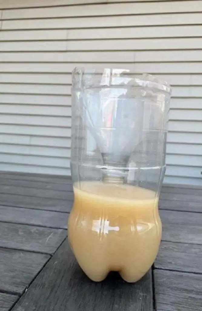 Yeast And Brown Sugar Trap