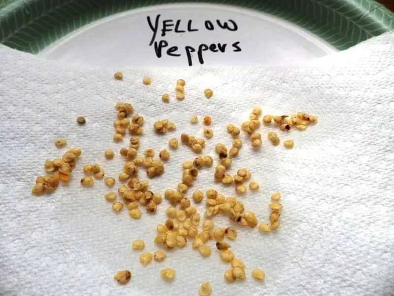 Yellow Pepper Seeds on Plate