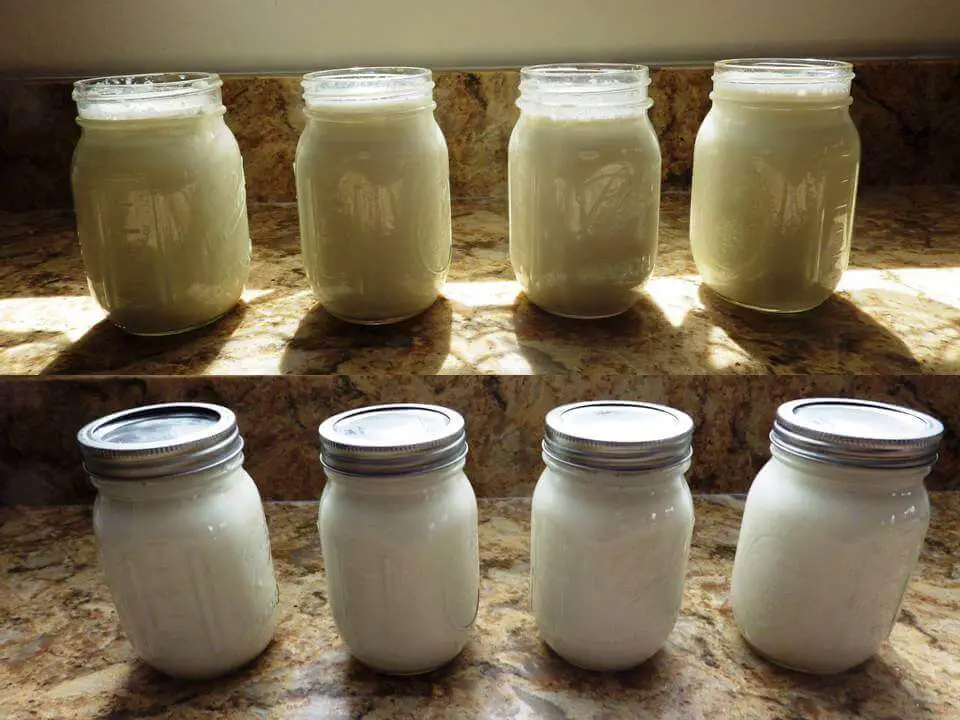 Yogurt Fermentation