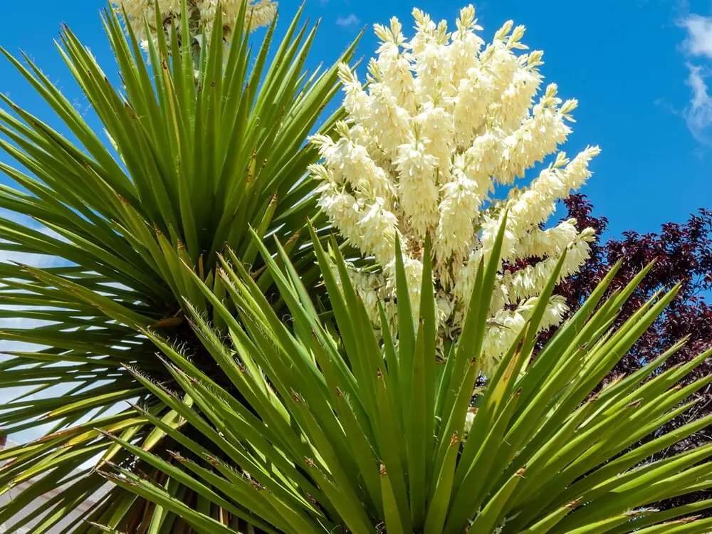 Yucca Glauca