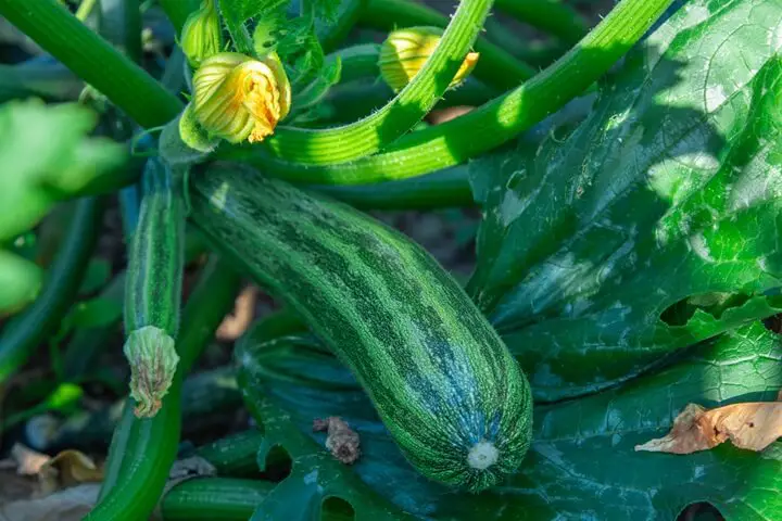 Zucchini Plant Up Close