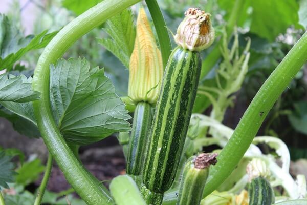 Zucchini Plant